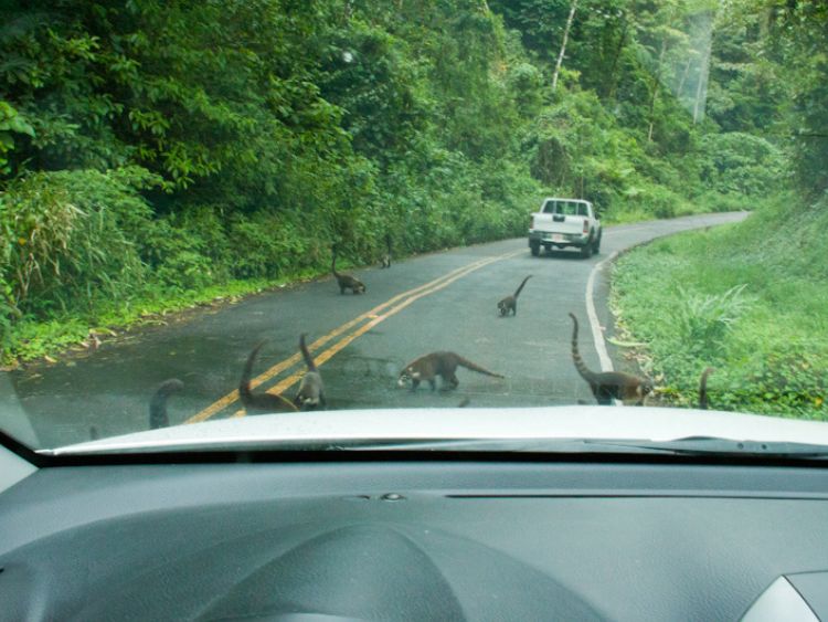 rondreis costa rica jongeren dieren op de weg travel around